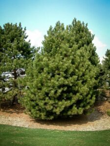 Сосна Чёрная (Pinus Nigra) купить по цене от 270.00р. в интернет-магазине «Посадика» с доставкой почтой в в Нязепетровске и по всей России – [изображение №1].