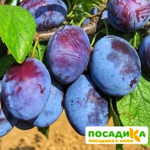 Слива Чачакская ранняя купить по цене от 229.00р. в интернет-магазине «Посадика» с доставкой почтой в в Нязепетровске и по всей России – [изображение №1].