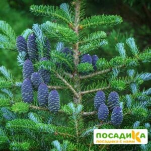 Пихта корейская (Abies koreana) купить по цене от 450.00р. в интернет-магазине «Посадика» с доставкой почтой в в Нязепетровске и по всей России – [изображение №1].