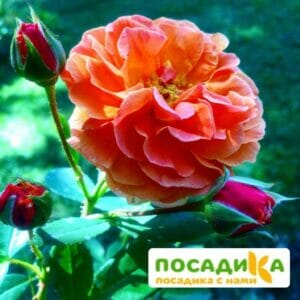 Роза Арабия купить по цене от 350.00р. в интернет-магазине «Посадика» с доставкой почтой в в Нязепетровске и по всей России – [изображение №1].