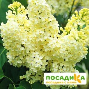 Сирень Примроуз (Primrose) купить по цене от 529.00р. в интернет-магазине «Посадика» с доставкой почтой в в Нязепетровске и по всей России – [изображение №1].