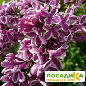 Сирень Сенсация купить по цене от 529.00р. в интернет-магазине «Посадика» с доставкой почтой в в Нязепетровске и по всей России – [изображение №1].