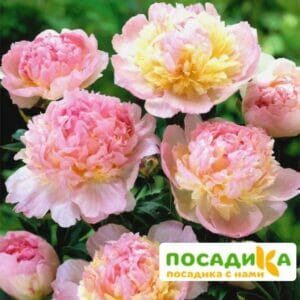 Пион Распберри Сандей (Paeonia Raspberry Sundae) купить по цене от 959р. в интернет-магазине «Посадика» с доставкой почтой в в Нязепетровске и по всей России – [изображение №1].