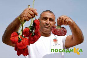 Клубника Гигант Джорнея купить по цене от 266р. в интернет-магазине «Посадика» с доставкой почтой в в Нязепетровске и по всей России – [изображение №1].