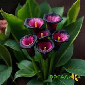 Калла Аура Лейс купить по цене от 400р. в интернет-магазине «Посадика» с доставкой почтой в в Нязепетровске и по всей России – [изображение №1].