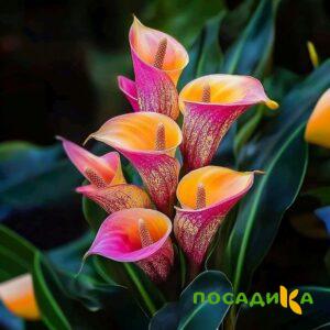 Калла Оникс купить по цене от 450р. в интернет-магазине «Посадика» с доставкой почтой в в Нязепетровске и по всей России – [изображение №1].