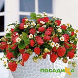 Клубника Рубиновый Шепот (горшечная) купить по цене от 240р. в интернет-магазине «Посадика» с доставкой почтой в в Нязепетровске и по всей России – [изображение №1].
