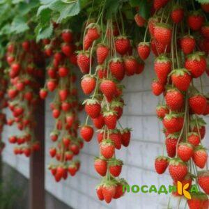 Клубника вьющаяся Комплимент купить по цене от 470р. в интернет-магазине «Посадика» с доставкой почтой в в Нязепетровске и по всей России – [изображение №1].