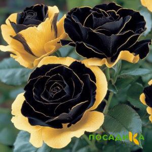 Роза Ханни Сикл купить по цене от 700р. в интернет-магазине «Посадика» с доставкой почтой в в Нязепетровске и по всей России – [изображение №1].