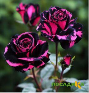 Роза Багровый Шепот купить по цене от 366р. в интернет-магазине «Посадика» с доставкой почтой в в Нязепетровске и по всей России – [изображение №1].