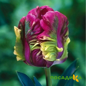 Тюльпан Экзотик Хэвен купить по цене от 186р. в интернет-магазине «Посадика» с доставкой почтой в в Нязепетровске и по всей России – [изображение №1].