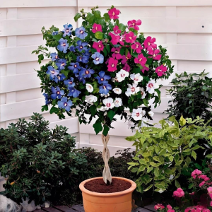 Гибискус-Дерево Триколор купить по цене от 289р. в интернет-магазине «Посадика» с доставкой почтой в в Нязепетровске и по всей России – [изображение №1].