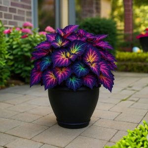 Хоста Фрости Блю купить по цене от 389р. в интернет-магазине «Посадика» с доставкой почтой в в Нязепетровске и по всей России – [изображение №1].