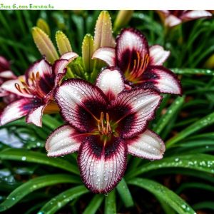 Лилейник Крим Сикл купить по цене от 799р. в интернет-магазине «Посадика» с доставкой почтой в в Нязепетровске и по всей России – [изображение №1].