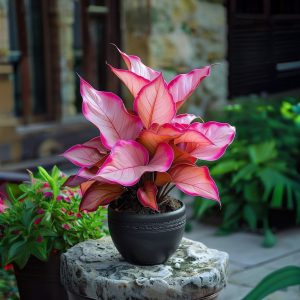 Хоста Розовая Симфония купить по цене от 800р. в интернет-магазине «Посадика» с доставкой почтой в в Нязепетровске и по всей России – [изображение №1].