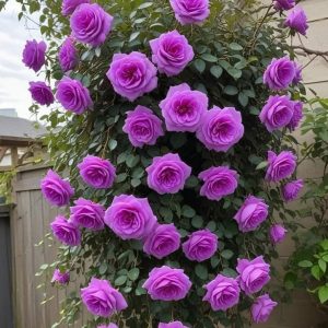 Роза Мистик Уайт купить по цене от 620р. в интернет-магазине «Посадика» с доставкой почтой в в Нязепетровске и по всей России – [изображение №1].