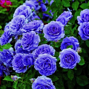 Роза Блю Мун купить по цене от 450р. в интернет-магазине «Посадика» с доставкой почтой в в Нязепетровске и по всей России – [изображение №1].