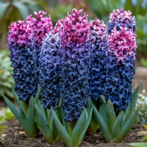 Гиацинт Блю Спринг купить по цене от 2099р. в интернет-магазине «Посадика» с доставкой почтой в в Нязепетровске и по всей России – [изображение №1].