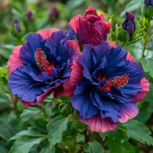 Гибискус Роуз Шайн купить по цене от 360р. в интернет-магазине «Посадика» с доставкой почтой в в Нязепетровске и по всей России – [изображение №1].