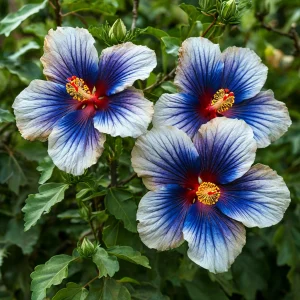 Гибискус Илюжн Вилью купить по цене от 259р. в интернет-магазине «Посадика» с доставкой почтой в в Нязепетровске и по всей России – [изображение №1].