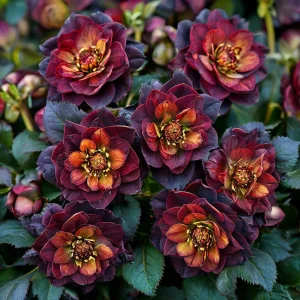 Морозник Сноу Дроп купить по цене от 348р. в интернет-магазине «Посадика» с доставкой почтой в в Нязепетровске и по всей России – [изображение №1].