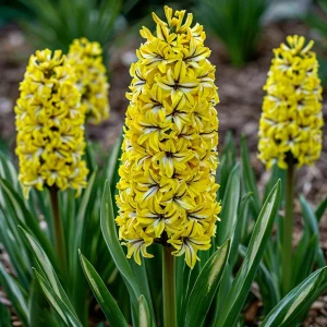 Гиацинт Сансет Голд купить по цене от 2099р. в интернет-магазине «Посадика» с доставкой почтой в в Нязепетровске и по всей России – [изображение №1].