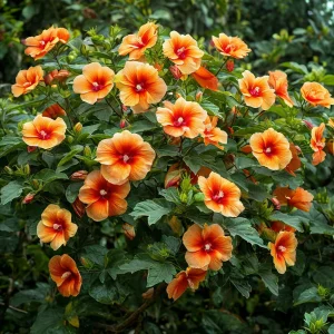 Гибискус Кристал Рэй купить по цене от 458р. в интернет-магазине «Посадика» с доставкой почтой в в Нязепетровске и по всей России – [изображение №1].