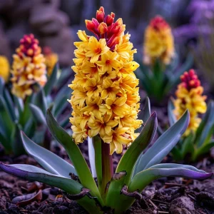 Гиацинт Миднайт Мистери купить по цене от 2099р. в интернет-магазине «Посадика» с доставкой почтой в в Нязепетровске и по всей России – [изображение №1].