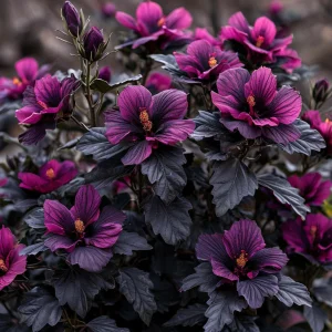 Гибискус Корал Чарм купить по цене от 271р. в интернет-магазине «Посадика» с доставкой почтой в в Нязепетровске и по всей России – [изображение №1].