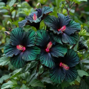 Гибискус Пикок Плюм купить по цене от 490р. в интернет-магазине «Посадика» с доставкой почтой в в Нязепетровске и по всей России – [изображение №1].