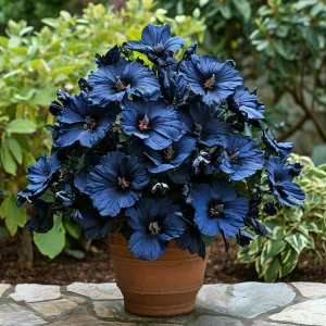 Гибискус Селестиал Флейм купить по цене от 326р. в интернет-магазине «Посадика» с доставкой почтой в в Нязепетровске и по всей России – [изображение №1].