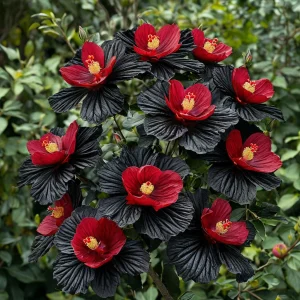 Гибискус Ройял Афеа купить по цене от 460р. в интернет-магазине «Посадика» с доставкой почтой в в Нязепетровске и по всей России – [изображение №1].