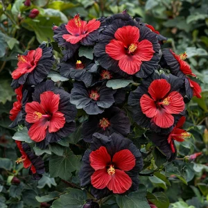 Гибискус Шиммеринг купить по цене от 720р. в интернет-магазине «Посадика» с доставкой почтой в в Нязепетровске и по всей России – [изображение №1].