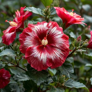 Гибискус Пурпл Мистик купить по цене от 360р. в интернет-магазине «Посадика» с доставкой почтой в в Нязепетровске и по всей России – [изображение №1].