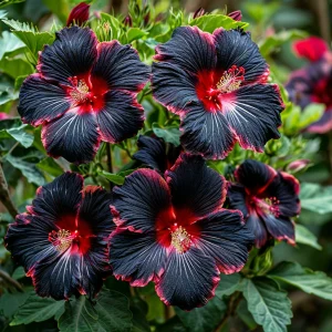 Гибискус садовый Файер Дэнсер купить по цене от 450р. в интернет-магазине «Посадика» с доставкой почтой в в Нязепетровске и по всей России – [изображение №1].