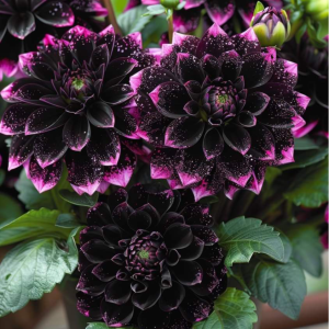 Георгин Лаванда Лейс купить по цене от 679р. в интернет-магазине «Посадика» с доставкой почтой в в Нязепетровске и по всей России – [изображение №1].