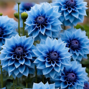 Георгин Вижапе купить по цене от 699р. в интернет-магазине «Посадика» с доставкой почтой в в Нязепетровске и по всей России – [изображение №1].