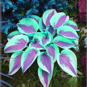 Хоста Висперин Бьюти купить по цене от 379р. в интернет-магазине «Посадика» с доставкой почтой в в Нязепетровске и по всей России – [изображение №1].