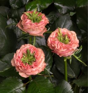 Роза Амбер Инчант купить по цене от 495р. в интернет-магазине «Посадика» с доставкой почтой в в Нязепетровске и по всей России – [изображение №1].