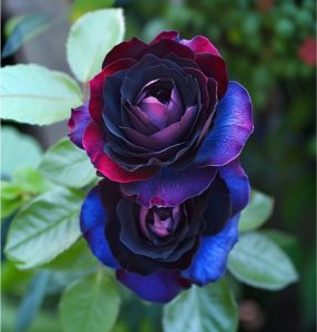 Роза Скарлет Рэвери купить по цене от 489р. в интернет-магазине «Посадика» с доставкой почтой в в Нязепетровске и по всей России – [изображение №1].