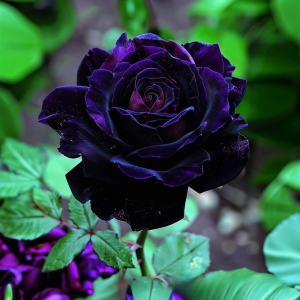 Роза Блэк Пантер купить по цене от 319р. в интернет-магазине «Посадика» с доставкой почтой в в Нязепетровске и по всей России – [изображение №1].
