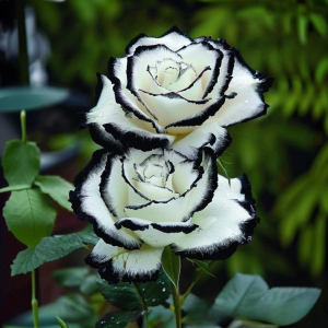 Роза Силк Ивин купить по цене от 319р. в интернет-магазине «Посадика» с доставкой почтой в в Нязепетровске и по всей России – [изображение №1].