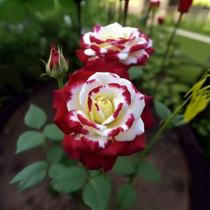 Роза Роял Глом купить по цене от 401р. в интернет-магазине «Посадика» с доставкой почтой в в Нязепетровске и по всей России – [изображение №1].