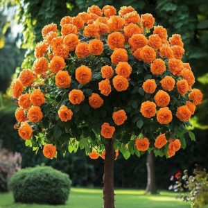 Роза Солнечный Шарм купить по цене от 349р. в интернет-магазине «Посадика» с доставкой почтой в в Нязепетровске и по всей России – [изображение №1].