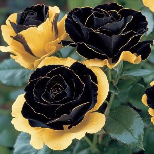 Роза Ханни Сикл купить по цене от 700р. в интернет-магазине «Посадика» с доставкой почтой в в Нязепетровске и по всей России – [изображение №1].