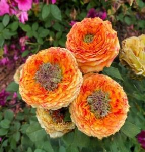 Роза Золотой Мираж купить по цене от 420р. в интернет-магазине «Посадика» с доставкой почтой в в Нязепетровске и по всей России – [изображение №1].