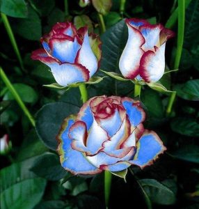 Роза Сафайер Пэтл купить по цене от 450р. в интернет-магазине «Посадика» с доставкой почтой в в Нязепетровске и по всей России – [изображение №1].