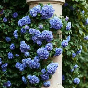 Роза плетистая Блю Перпл купить по цене от 540р. в интернет-магазине «Посадика» с доставкой почтой в в Нязепетровске и по всей России – [изображение №1].